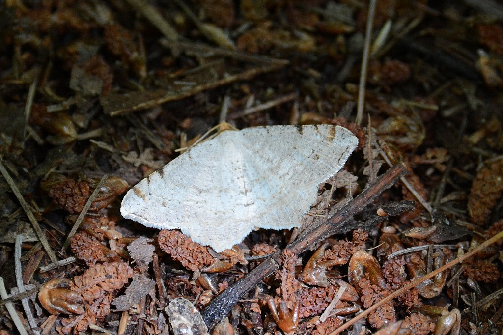 004 2013-08146185 Laughing Brook Wildlife Sanctuary, MA.JPG - Bicolored Angle Moth (Macaria bicolorata). Laughing Brook Wildlife Sanctuary, Hampden, MA, 8-14-2013